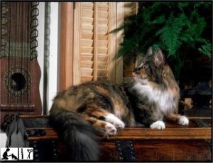 maine-coon