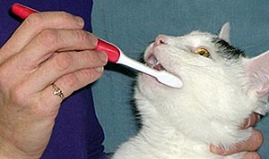 Onderhoud gebit. kat-tandenpoetsen hoektanden