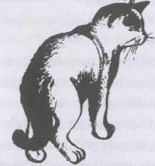 Horizontale slingerbewing van staart duidt op onrustige kat