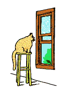 Kat als jager bij het raam