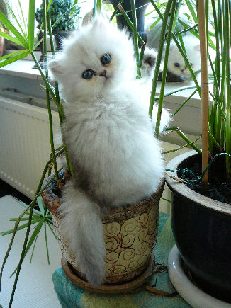 Kitten in plantenbak