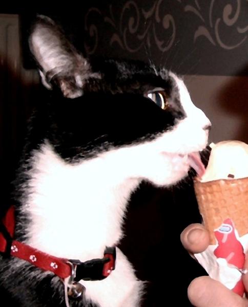 Zorro likt een ijsje