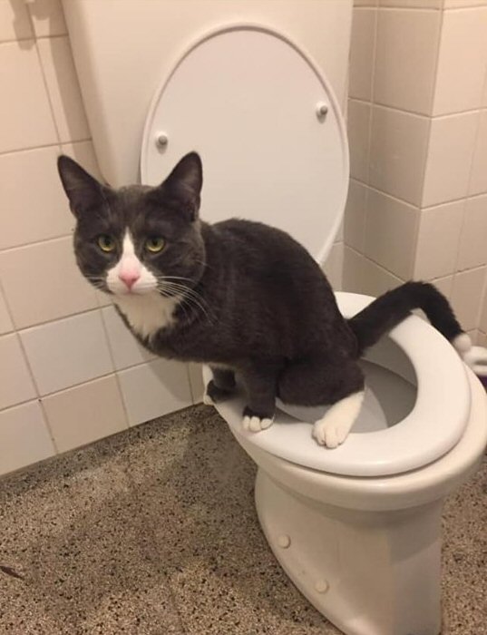 Kater Leo op het toilet