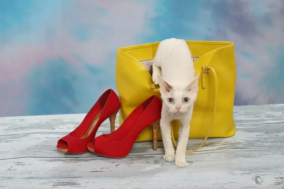 cat-crawling-out-of-purse