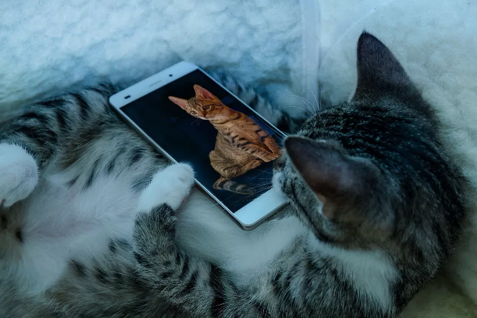 de-beste-katten-kunst-apps