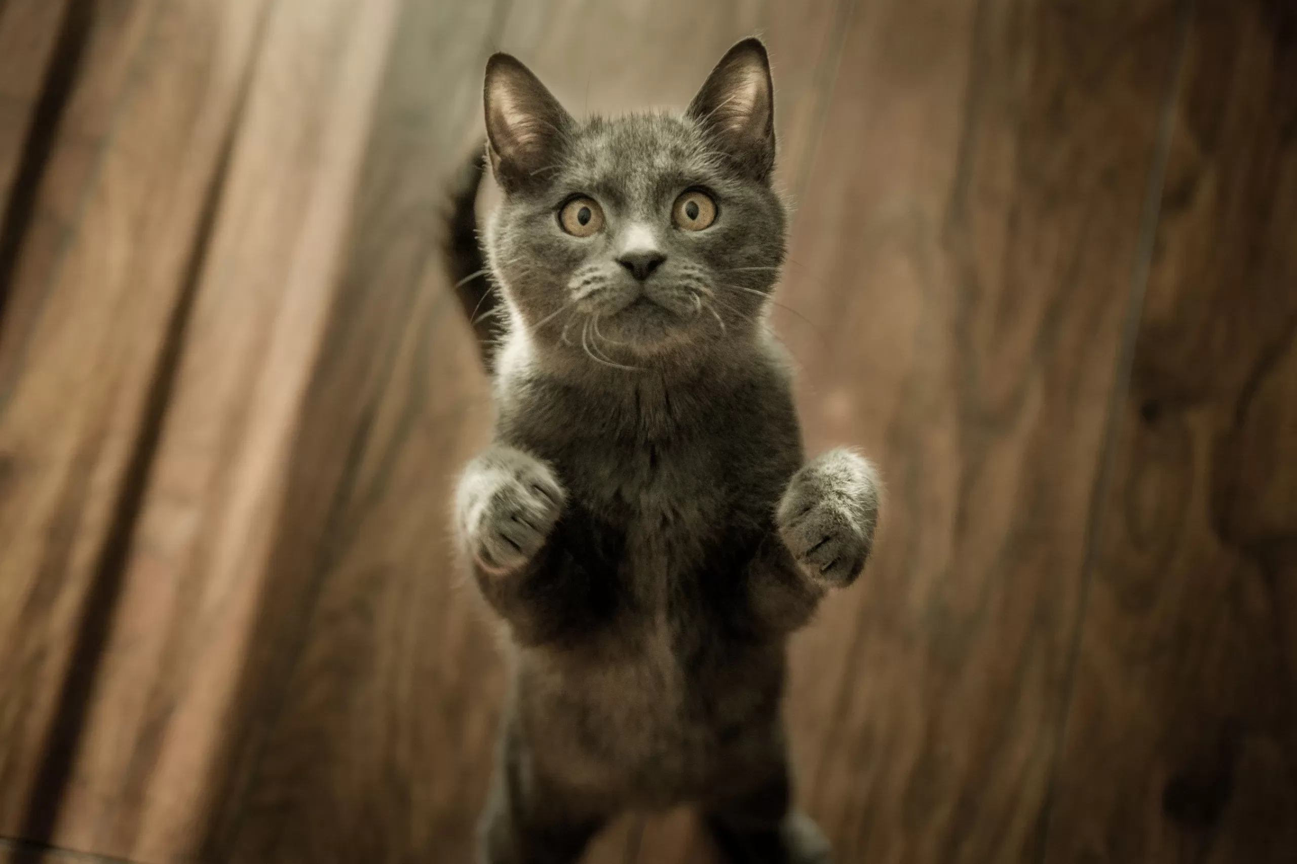 weetjes-grijs-kitten-op-vloer