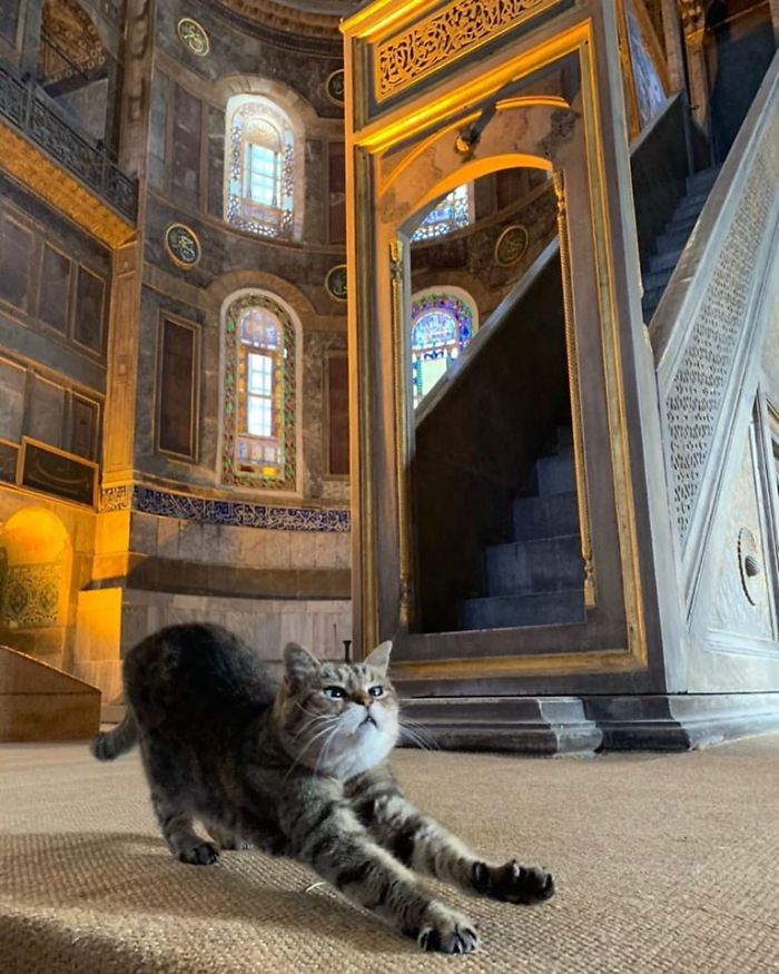 a-cat-is-a-permanent-resident-in-one-of-istanbuls-most-famous-buildings