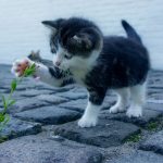 kitten met bloem