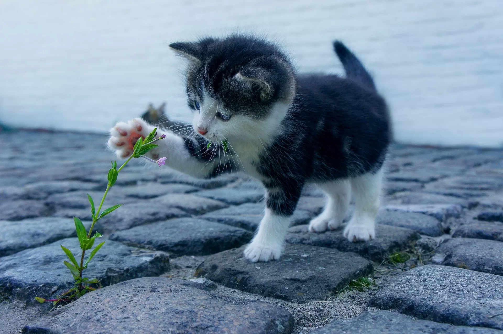 kitten met bloem