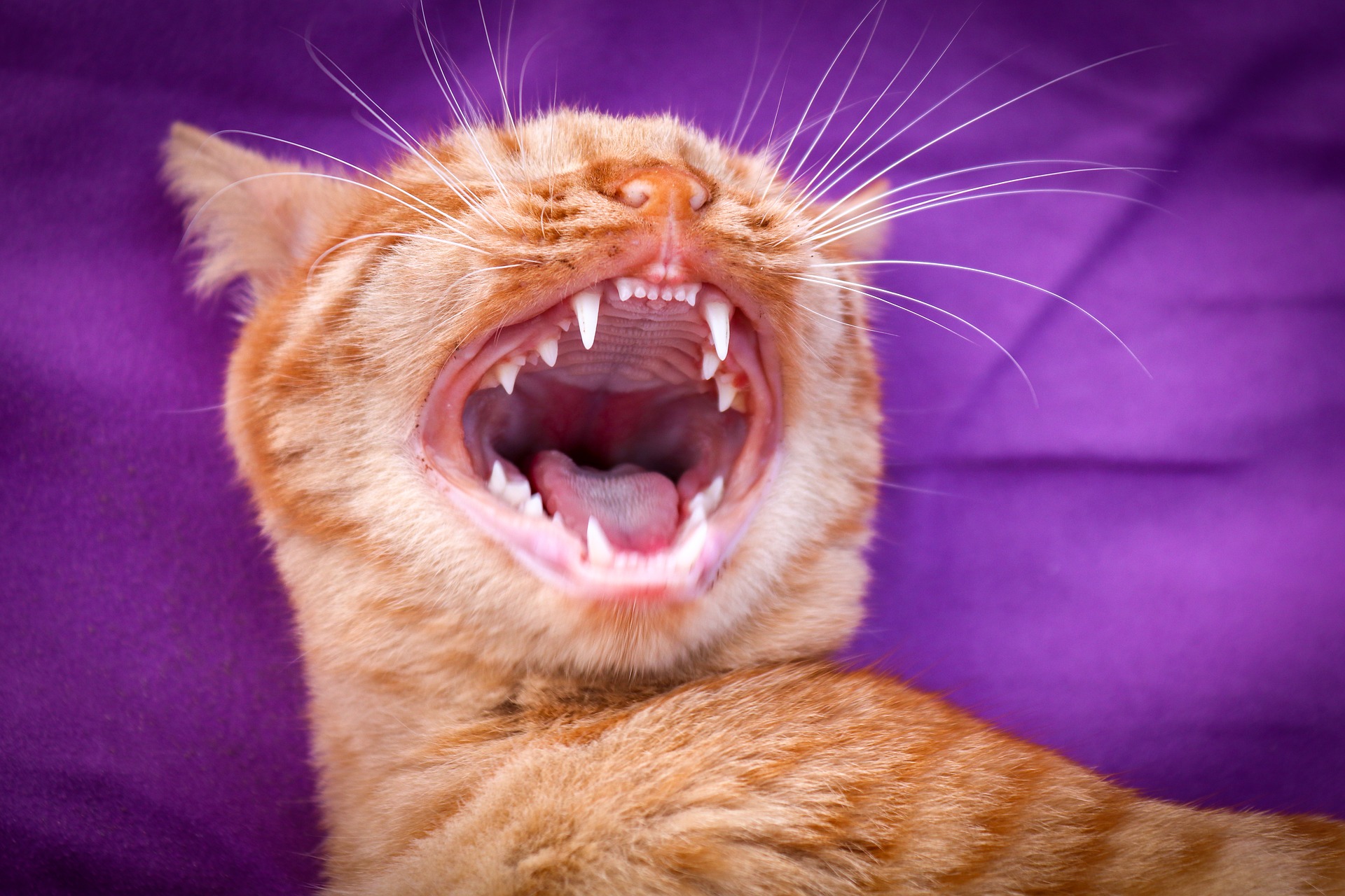 kat grote bek met tanden