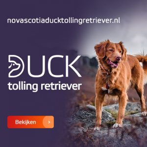 Naar Nova Scotia Duck Tolling Retriever