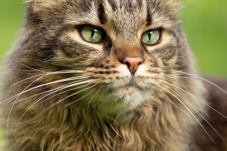 maine-coon-31