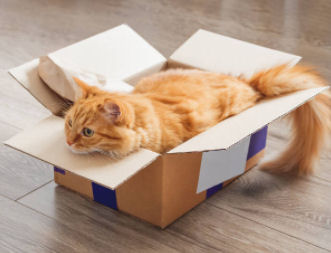 Kat in een doos