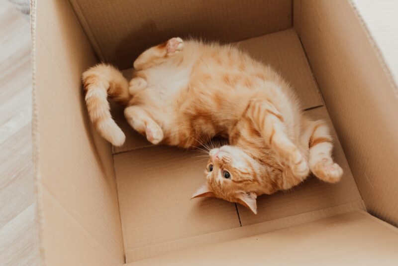 kat in kartonnen doos