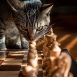 kat bij schaakbord