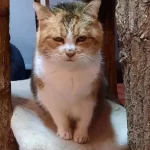 Pompidou oudste kat