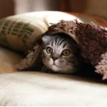 onder de dekens