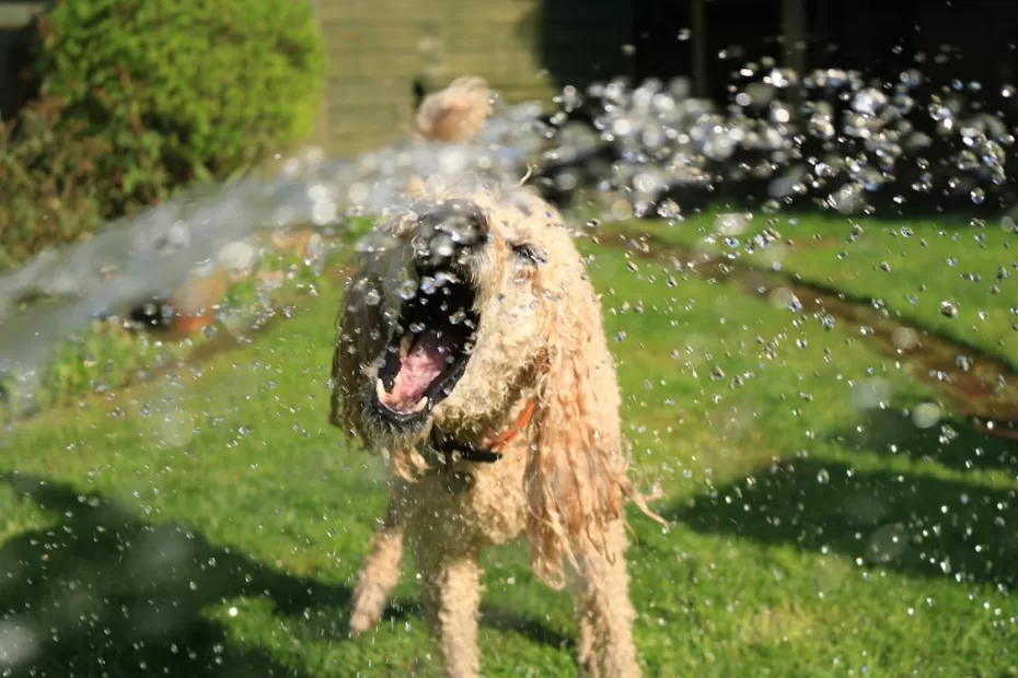 Hond schut water uit de vacht