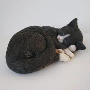 Slapende zwarte kat